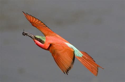 Bee-Eaters of South Africa