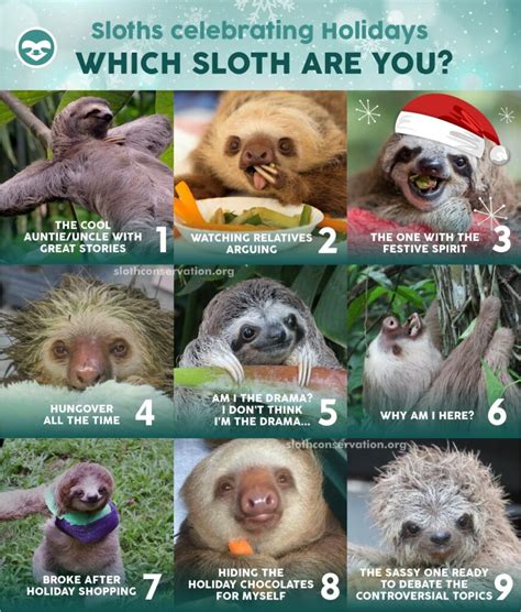 Best Sloth Memes - The Sloth Conservation Foundation