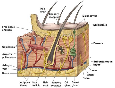 Human Skin Anatomy Structure And Parts Infographic Diagram Epidermis | Images and Photos finder