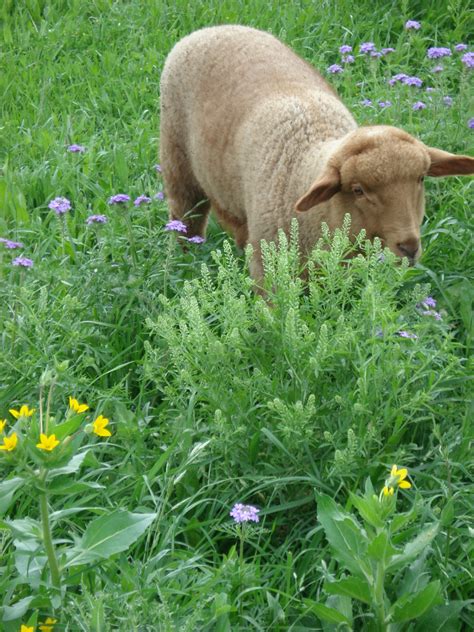 Unicorner Farm Tunis Sheep – Welcome to Our Farm