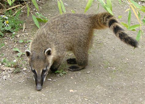 Coati