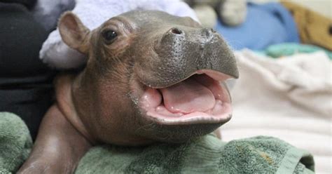 Baby Fiona the Hippo: Cincinnati Zoo pictures - CBS News