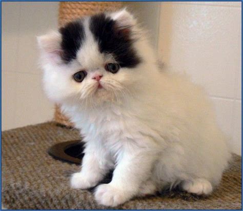 Get Grey Grumpy Cat Breed Pics