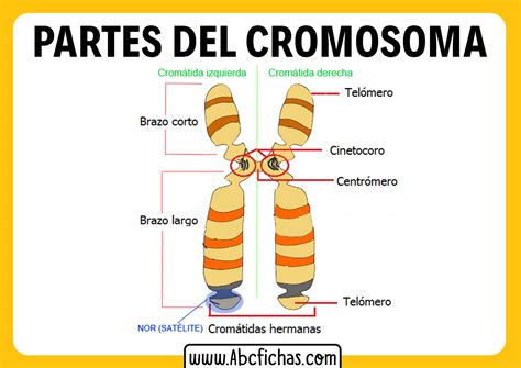 Estructura de un cromosoma - ABC Fichas