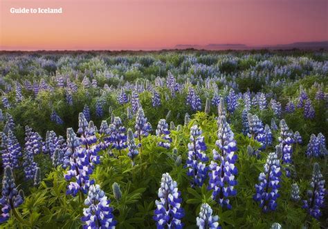 Iceland in Spring - The Ultimate Travel Guide | Guide to Iceland