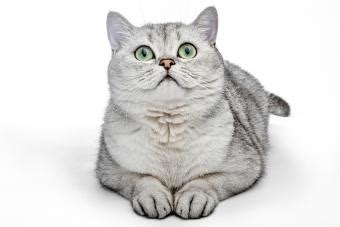 Characteristics of British Shorthair Cats | LoveToKnow Pets