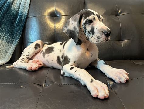 Full EUROPEAN Harlequin Male Great Dane - Great Dane Puppies for Sale ...