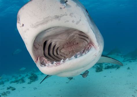 Biggest Tiger Shark Ever Recorded - American Oceans