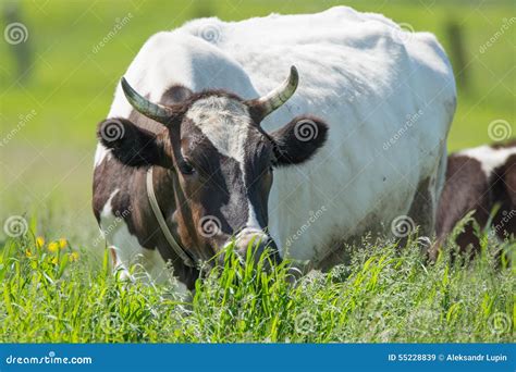 Cow grazing in the pasture stock image. Image of pasture - 55228839