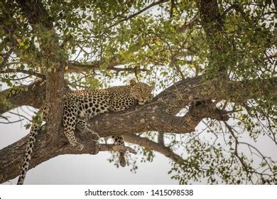 Leopard Sleeping Tree After Her Feast Stock Photo 1415098538 | Shutterstock