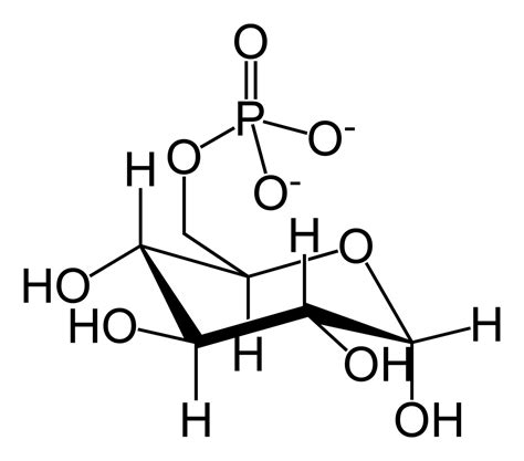 File:Glucose-6-phosphate-skeletal.png