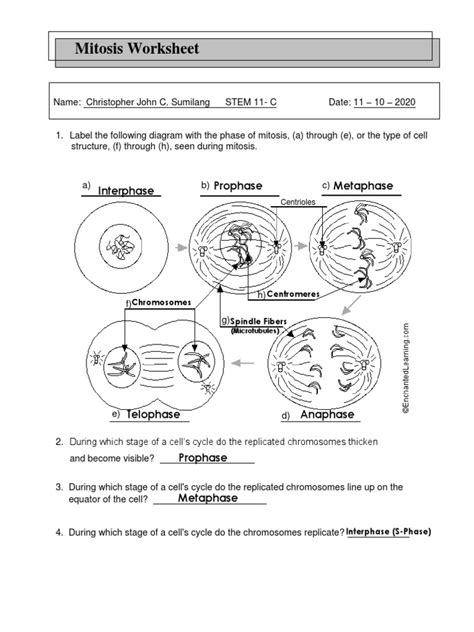 Mitosis Worksheet: Prophase Metaphase Interphase | Download Free ...