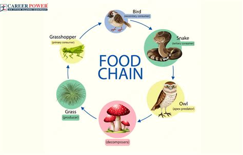 Food Chain: Definition, Types, Examples, and Diagram