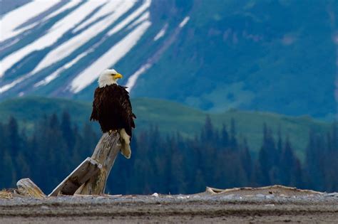 Bald Eagle Fact Sheet | Blog | Nature | PBS