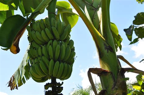 Growing Bananas - Planting and Caring Guide - Plants Spark Joy