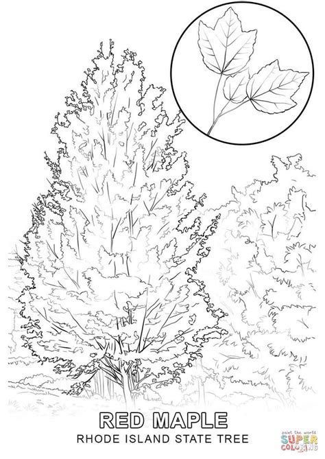 Rhode Island State Tree coloring page | Free Printable Coloring Pages | Flower coloring pages ...