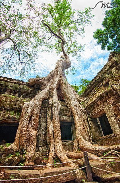 Giant Banyan Tree of Ta Prohm temple in Siem Reap Cambodia | Beautiful ...