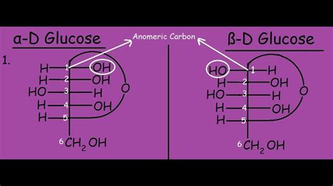 Alpha And Beta Glucose Ring Structure