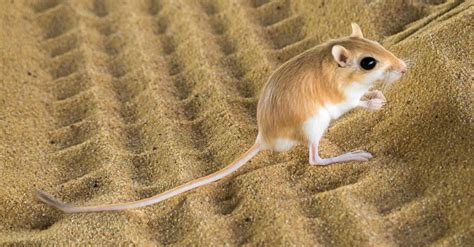 10 Key Facts About Kangaroo Rats - A-Z Animals