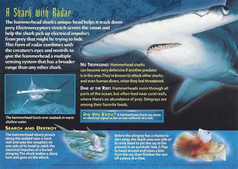 Hammerhead Sharks | Shark facts, Shark, Hammerhead shark