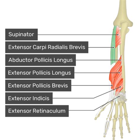 Extensor Carpi Radialis Brevis Muscle