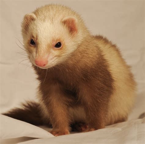 Caring for a Pet Ferret – Golden State Ferret Society | EIN: 37-1948646