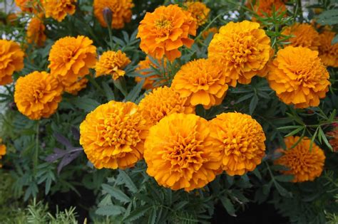 The Best Marigold Varieties to Grow at Home - Petal Republic