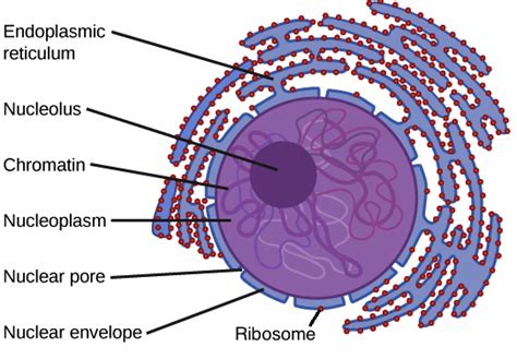 Cell Organelles – Ryan's Online Portfolio