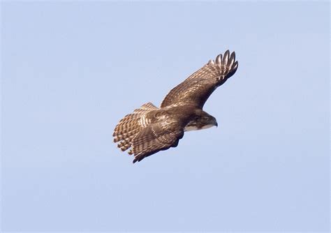 The Origin of Species: Hunting Hawks