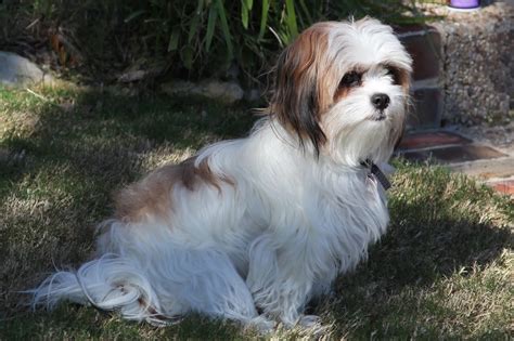 33+ Black Full Grown Maltese Shih Tzu Picture - Codepromos