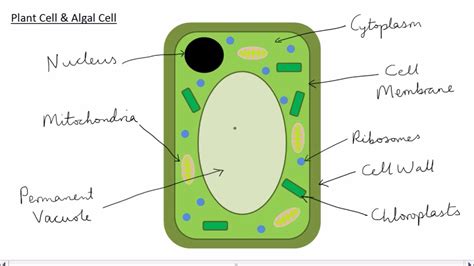 [DIAGRAM] Plant Cell Plant Cell Diagram Labeled - MYDIAGRAM.ONLINE