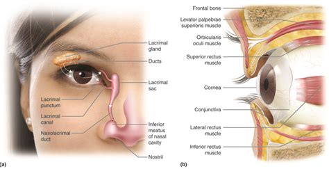 Special Senses: Vision | Anatomy and Physiology I | | Course Hero