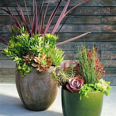 Succulents in Pots Outdoors: A Guide to Growing and Caring for Your Plants - Succulent Source