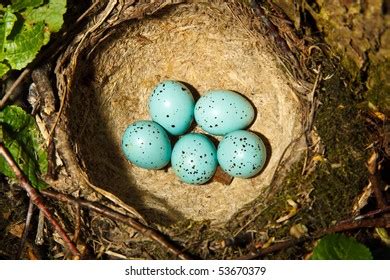 Wood Thrush Eggs