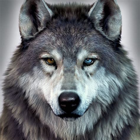 Grey Wolf Eye Color