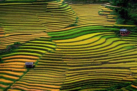 Rice Terraces Vietnam - Best Places to visit terrace rice paddies Vietnam