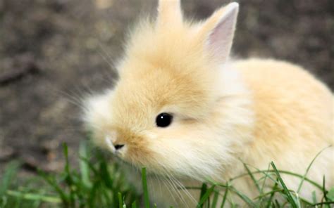 Baby Bunny Wallpapers - Wallpaper Cave