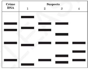 A Closer Look - DNA Fingerprinting