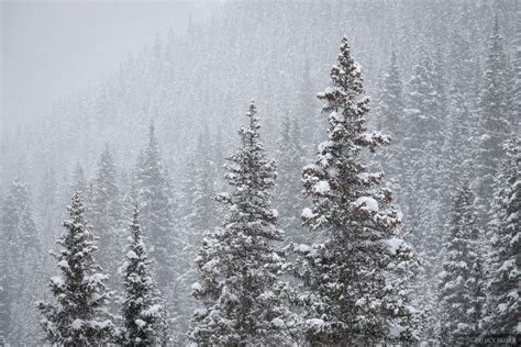 Snowy Pines | San Juan Mountains, Colorado | Mountain Photography by ...