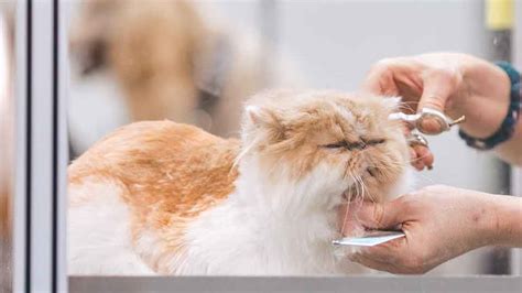 Maine Coon Cat Grooming Techniques: Step By Step Guide