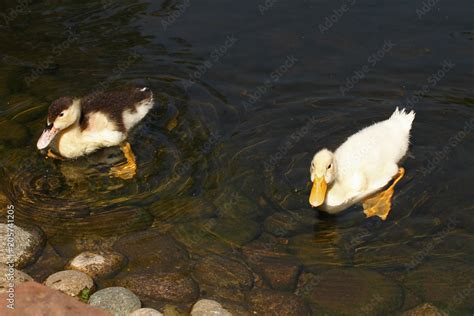 White duck. Cute baby duck. Young white ducks swimming in the water in the lake. Ducklings swim ...