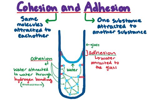 Cohesion and Adhesion — Definition & Overview - Expii