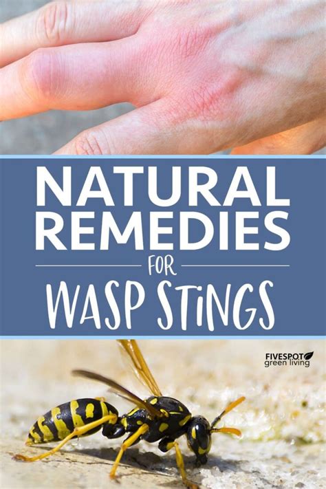 Effective Home Remedies for Wasp Stings - Five Spot Green Living