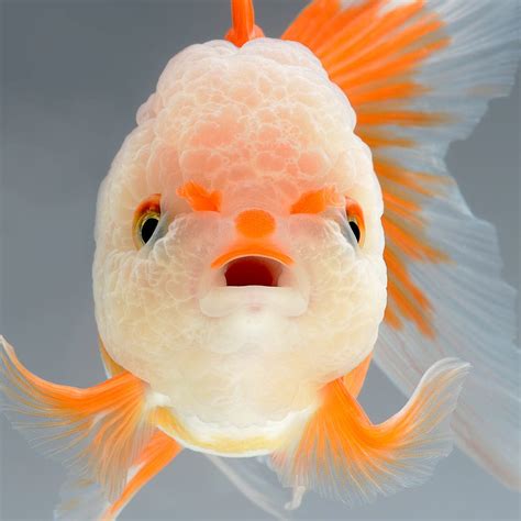 Dramatic Portraits of Pet Fish Swimming with Personality — Colossal