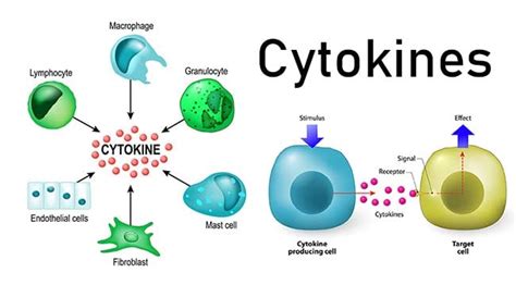 Cytokines- Mechanism of action and Functions