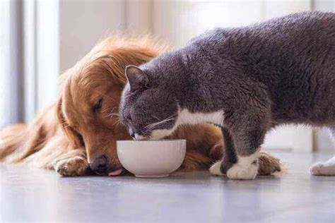 What Are The 10 Most Common Pets? - Pets Type common pets