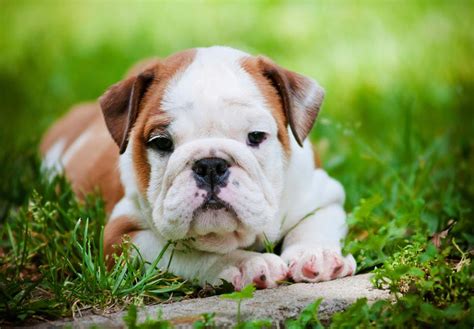 Best Dog Food for English Bulldog Puppies (Buying Guide) - Bulldogpapa