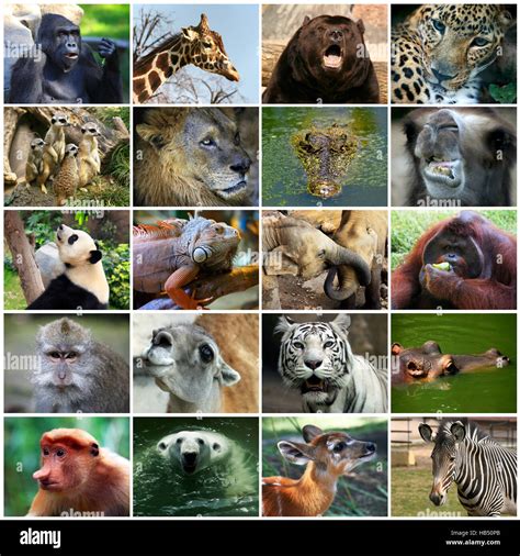 Animals Collage Pictures