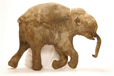 Ancient Baby Mammoths Khroma and Lyuba Inhaled Mud And Suffocated To Death