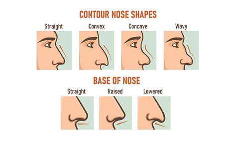 Different Nose Types